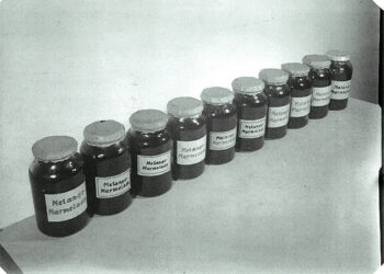 Zabavené potraviny ve skladu Treuhandstelle (zdroj: http://collections.jewishmuseum.cz)